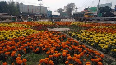 plantation-flowers-dashuria-intersection-pabna.jpg