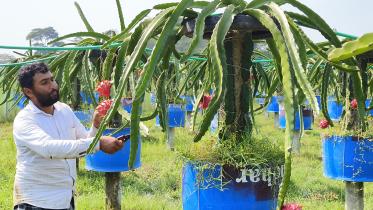 dragon-fruit-farming.jpg