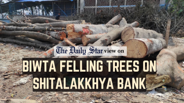50 tree felling on the banks of the Shitalakkhya River