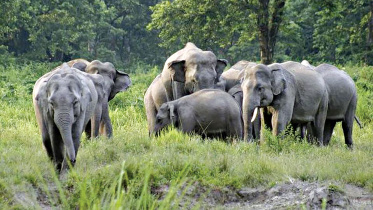elephant.jpg