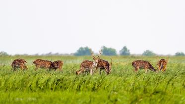 chitra_deer-khulna.jpg