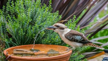 Ways to help birds beat the summer heat 