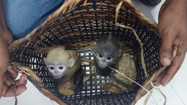 monkeys.jpg