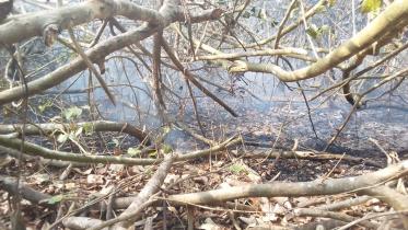 sundarban_fire.jpg