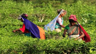 Tea workers 
