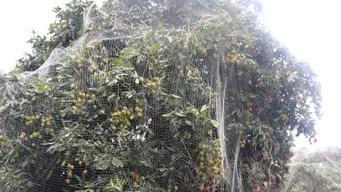 lichi-cultivation-pirojpur-1.jpg