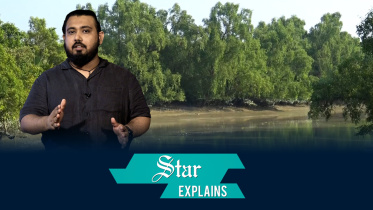 explainer_sundarban_web.jpg