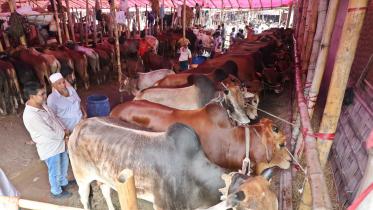 ctg-cattle-market-1.jpg