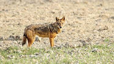 jackal.jpg