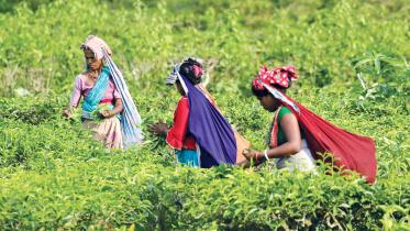 need of tea plant varieties