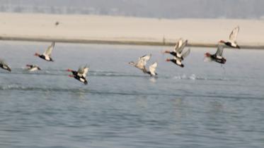 red-crested-pochard.jpg