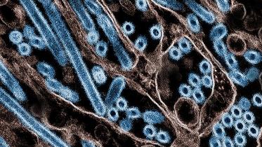 bird_flu.jpg
