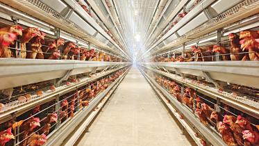 Pran investing Tk 600 crore in poultry by 2027
