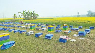 honey farming in Bangladesh