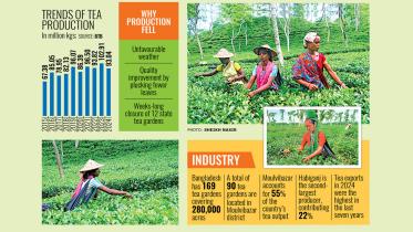 Bangladesh tea production decline