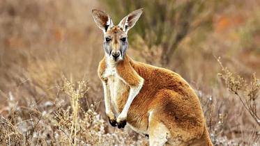 kangaroo.jpg