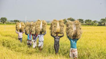 Bangladesh paddy farmers mostafa sabuj.jpg