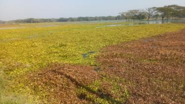 benapole_photo-boro_paddy_cultivation_has_become_uncertain_on_300_bighas_of_land_in_harina_beel_in_jashore.-15.02.25.jpg