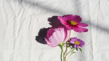 How to stop your flowers from dying as fast as your New Year’s Resolutions         kendall-scott-38ehxlcm2qg-unsplash.jpg