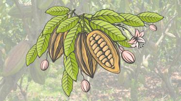 how_the_cacao_tree_acts_as_an_early_climate_alarm_bell.jpg