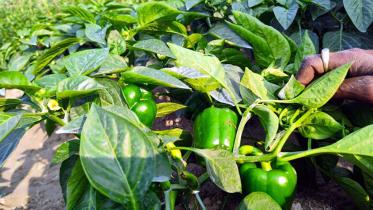 barishal-capsicum-cultivation.jpg