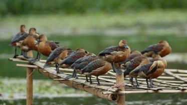 lesser-whistling-duck