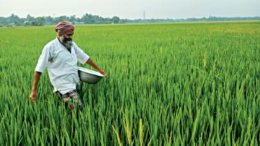 paddy-field.jpg