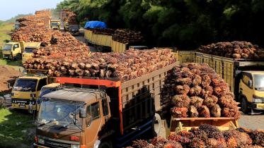 indonesia palm oil.jpg