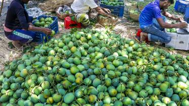 mango export from Bangladesh to China