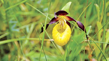 ladys-slipper-orchid.jpg