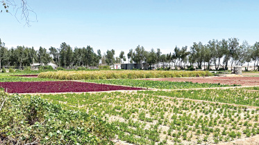 agriculture3.jpg