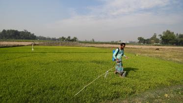 bogura cultivation and seed beds.jpg
