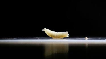 screwworm_usa.jpg