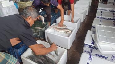 hilsa-fish.jpg