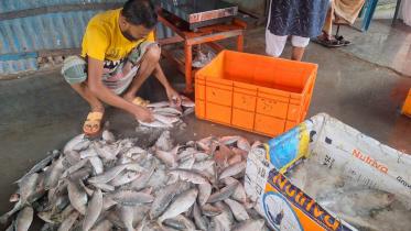 hilsa-production.jpg