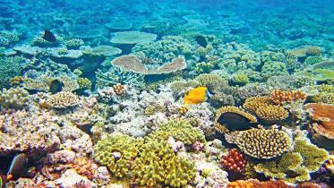 tropical-coral-reefs.jpg