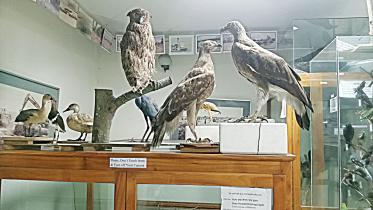 Jamuna Bridge Regional Museum taxidermy collection