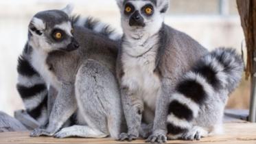 lemur.jpg