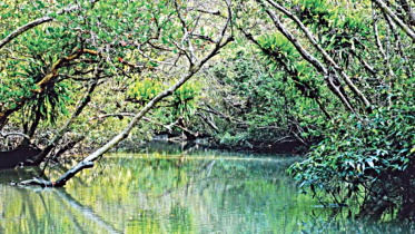 sundarban_12.jpg