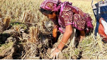 Rat paddy is their asset.jpg