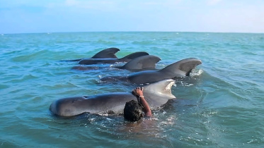 Pilot whales.jpg