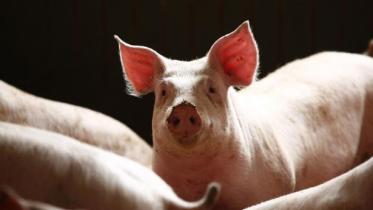 Hong Kong African swine fever.jpg