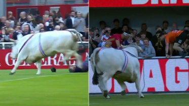 rugby bull chaos.jpg