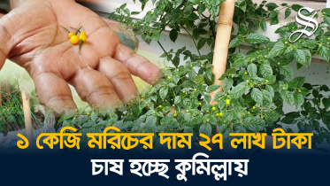 pepper multimedia.jpg