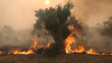 Greece-Wildfire.jpg