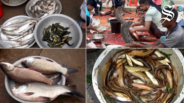 multimedia-fish market.jpg