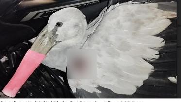 Poachers shoot Asian openbill stork, a bird lover saves it