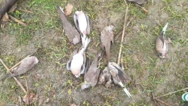 Doves killed by poison
