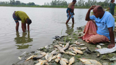 Fish poison.jpg