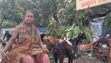 Ctg goat rearing.jpg